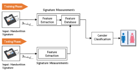 Proposed architecture model for gender classification